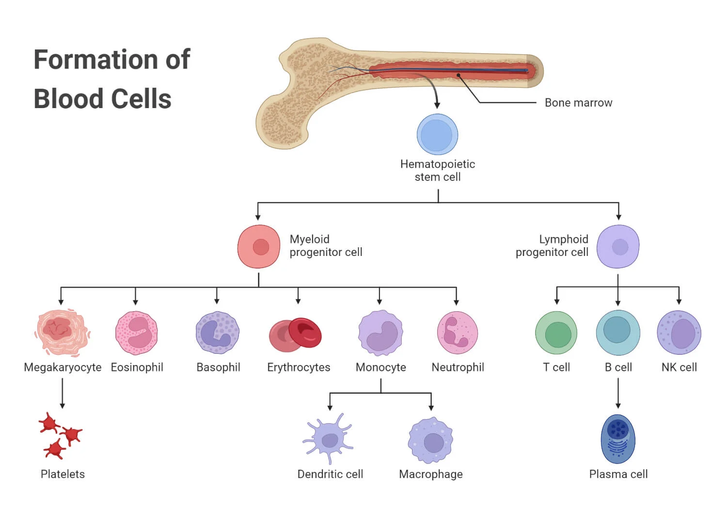 <p>Blood cell formation in the skeletal system</p>