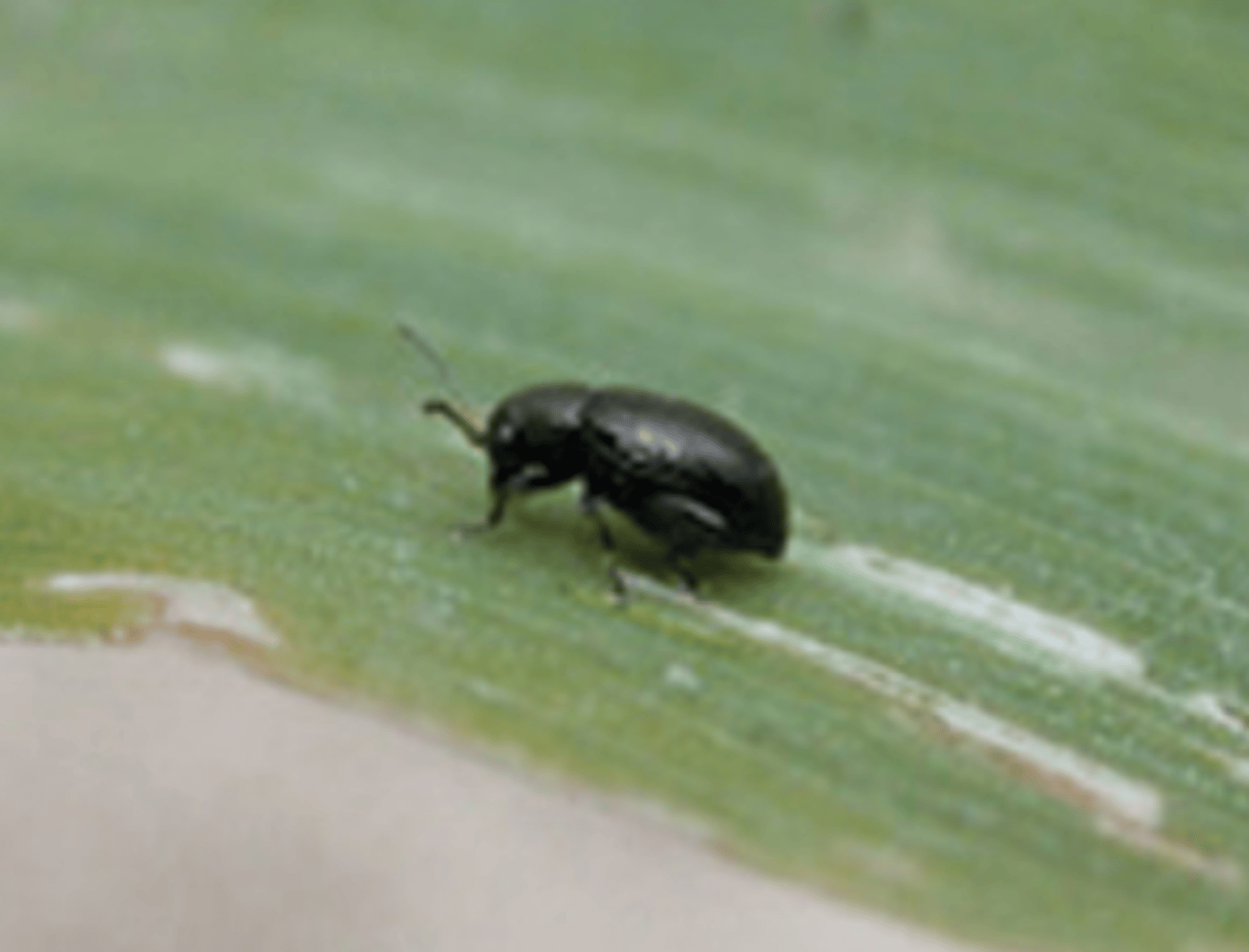 <p>Beetle Family</p>