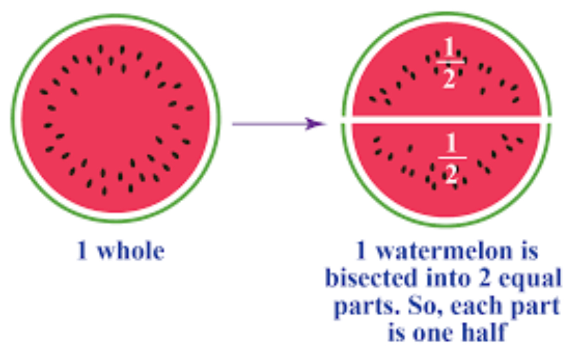 <p>Divide into 2 <strong><em>equal</em></strong> parts</p>