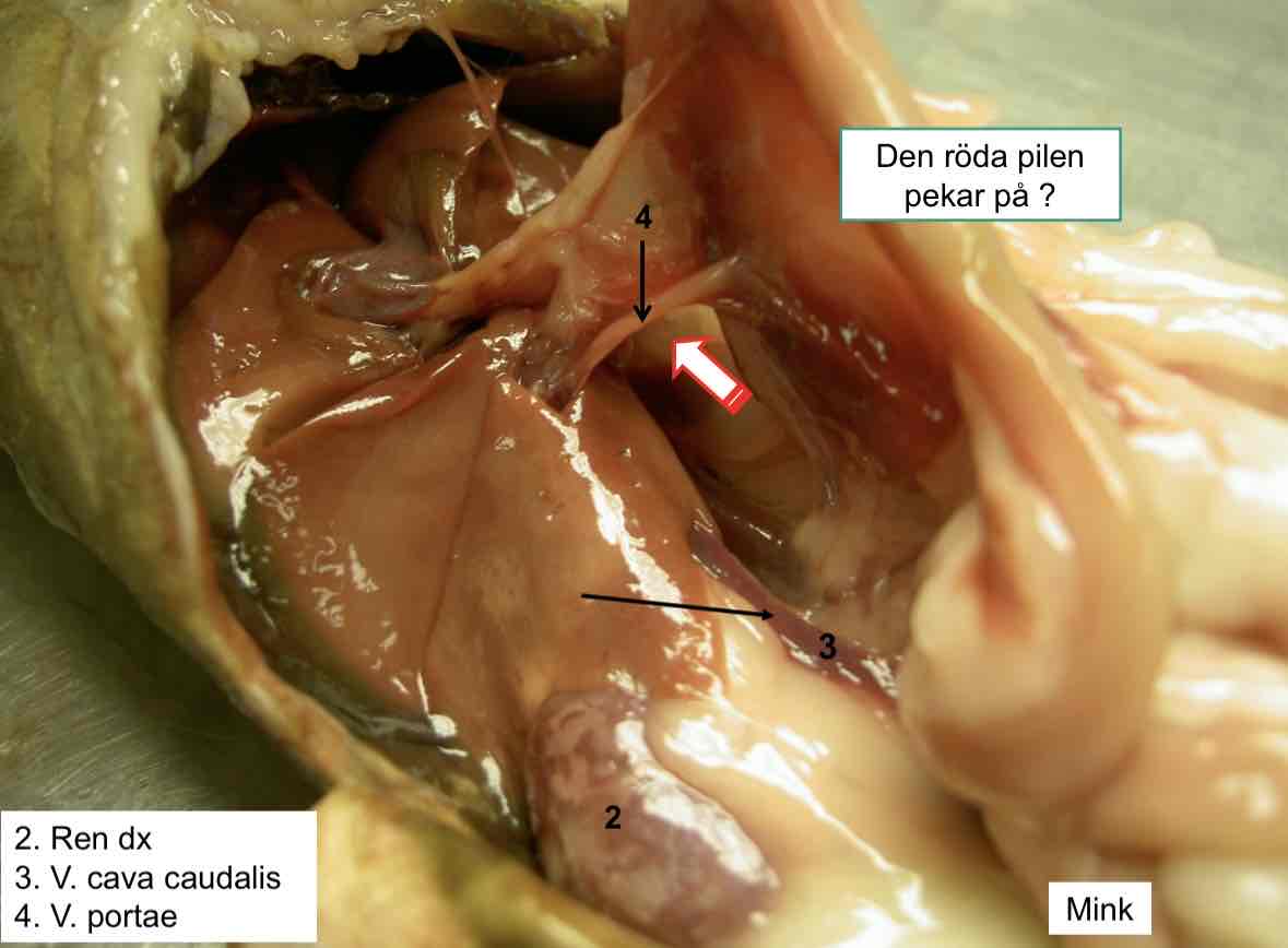 <p>Öppning in till bursa omentalis, vid v. portae och v. cava caud. Även kallad foramen omentale (pil)</p>