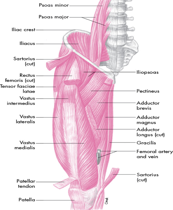 <p>role of anterior musculature is primarily hip flexion</p>
