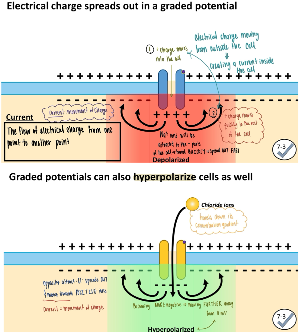 <ul><li><p><strong>Depolarization</strong> (closer to 0, more positive)</p><ul><li><p>OPEN Na<sup>+ </sup>chemically gated channel to let Na<sup>+</sup> in</p></li><li><p>Positive charge spreads out throughout the cell (attracted to negatively charged proteins)</p></li></ul></li><li><p><strong>Hyperpolarization</strong> (moves AWAY from 0, more negative)</p><ul><li><p>Open Cl<sup>-</sup> chemically gated channels</p><ul><li><p>Negative charge spread throughout the cell → membrane potential becomes more negative</p></li></ul></li><li><p>Opening K<sup>+</sup> Channels</p><ul><li><p>K+ ions move OUT of the cell</p></li></ul></li><li><p>Close Na<sup>+</sup> chemically gated channels</p></li></ul></li></ul><p></p>