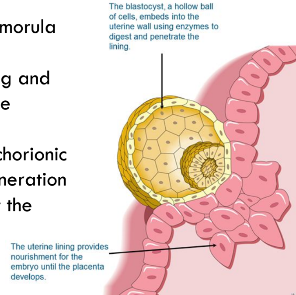 After several days in the uterus, the morula develops into the blastocyst. 

It makes contact with the uterine lining and pushes deeply into it, ensuring a close maternal-fetal contact. 

The embryo produces HCG (human chorionic gonadotropin), which prevents degeneration of the corpus luteum and signals that the woman is pregnant.