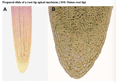 <p>What does this image depict?</p>