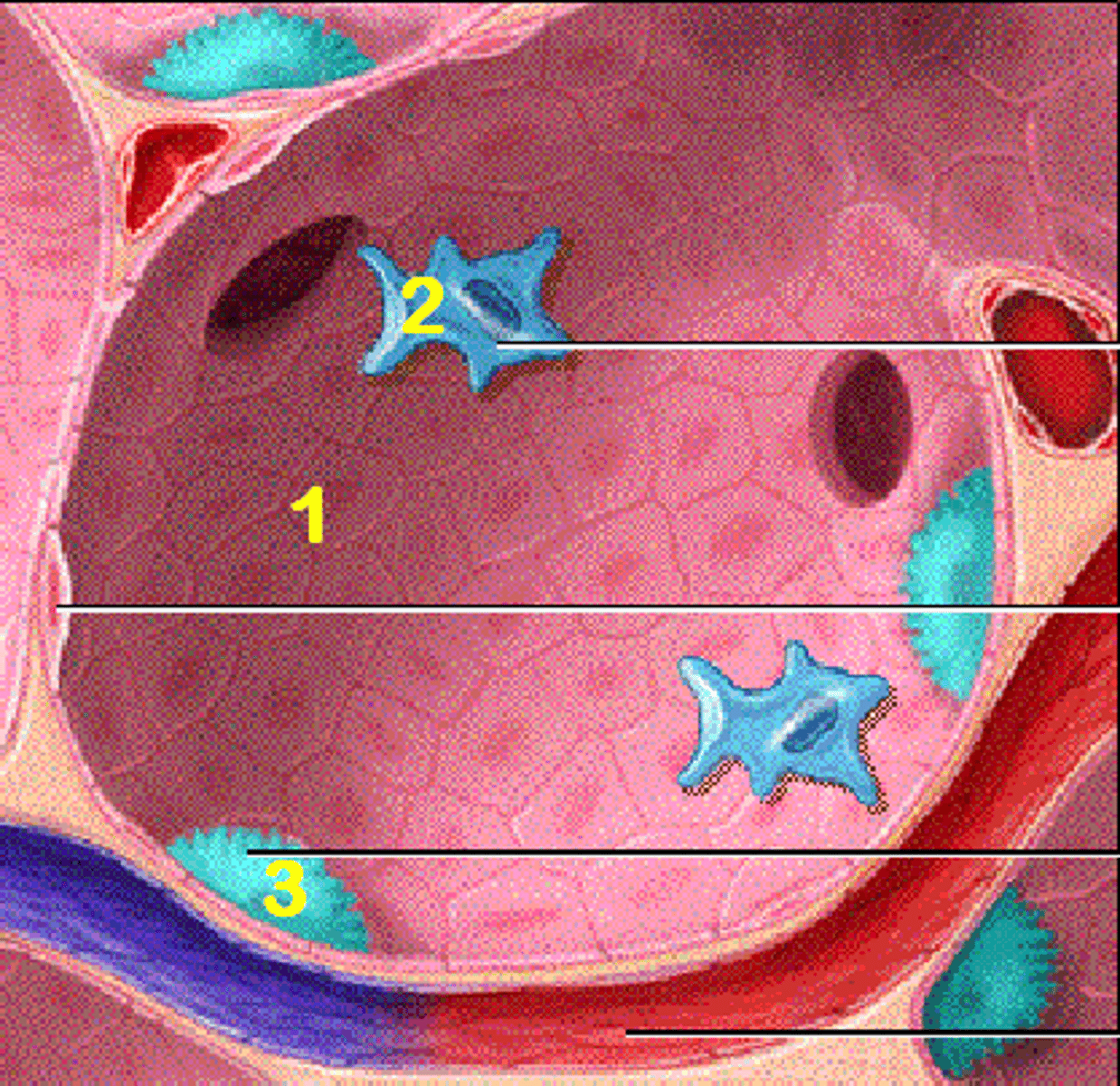 <p>simple squamous epithelial cell that forms the walls of the alveoli of the lungs</p>