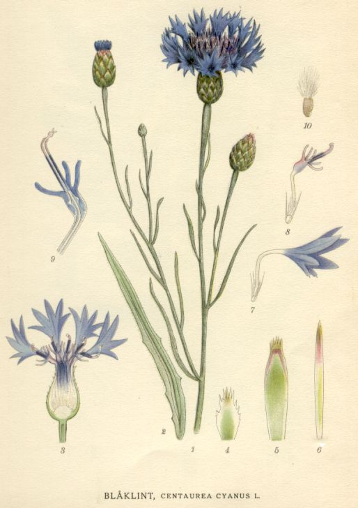 <p><em>Asteraceae -</em> hvězdnicovité</p><p><em>Centaurea cyanus -</em> chrpa modrá</p>