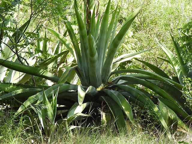 <p>Agave americana <br>(Agave)</p>