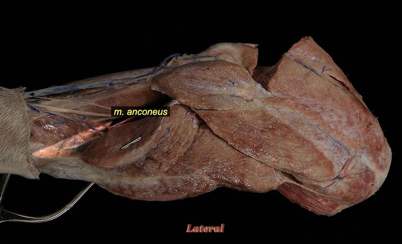 <p><span>Anconeus m.</span></p>