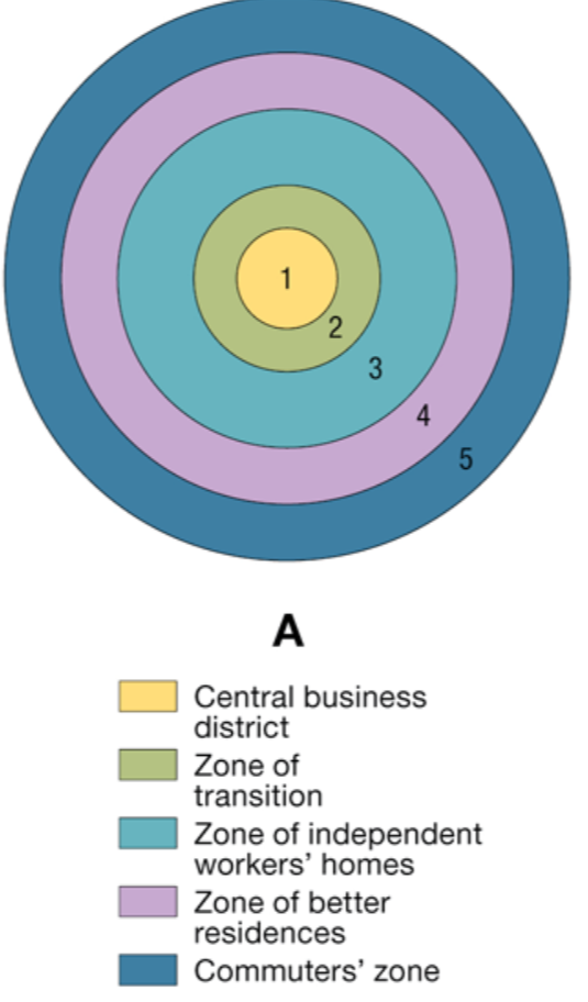 <p>Whose model of cities is this?:</p><ul><li><p>At the center is the CBD (1), which is itself subdivided into several subdistricts</p></li><li><p>The zone of transition (2) is characterized by residential deterioration and encroachment by business and light manufacturing.</p></li><li><p>Zone 3 is a ring of closely spaced, modest homes occupied by factory workers</p></li><li><p>Zone 4 is middle-class residences</p></li><li><p>Zone 5 is the suburban ring</p></li></ul>