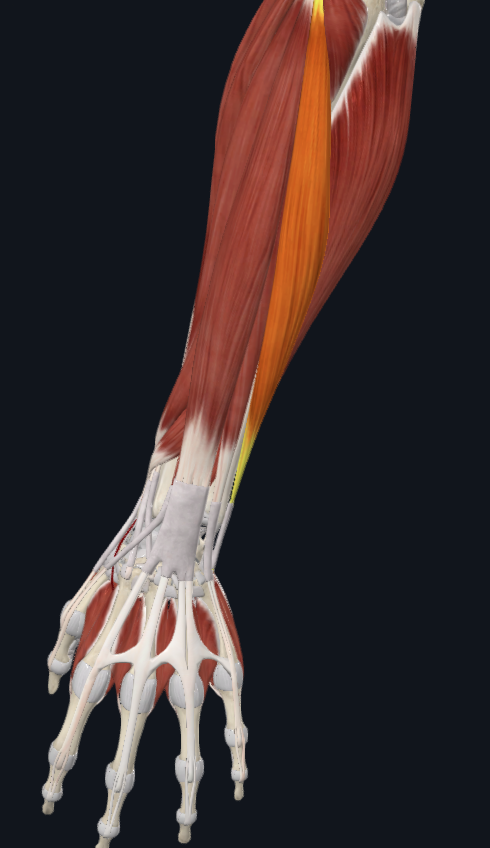 <p>What muscle is this</p>
