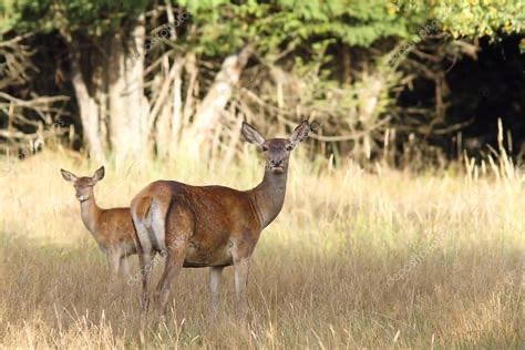 <p>Hind</p>