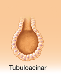 <p>both tubular and acinar portions</p>