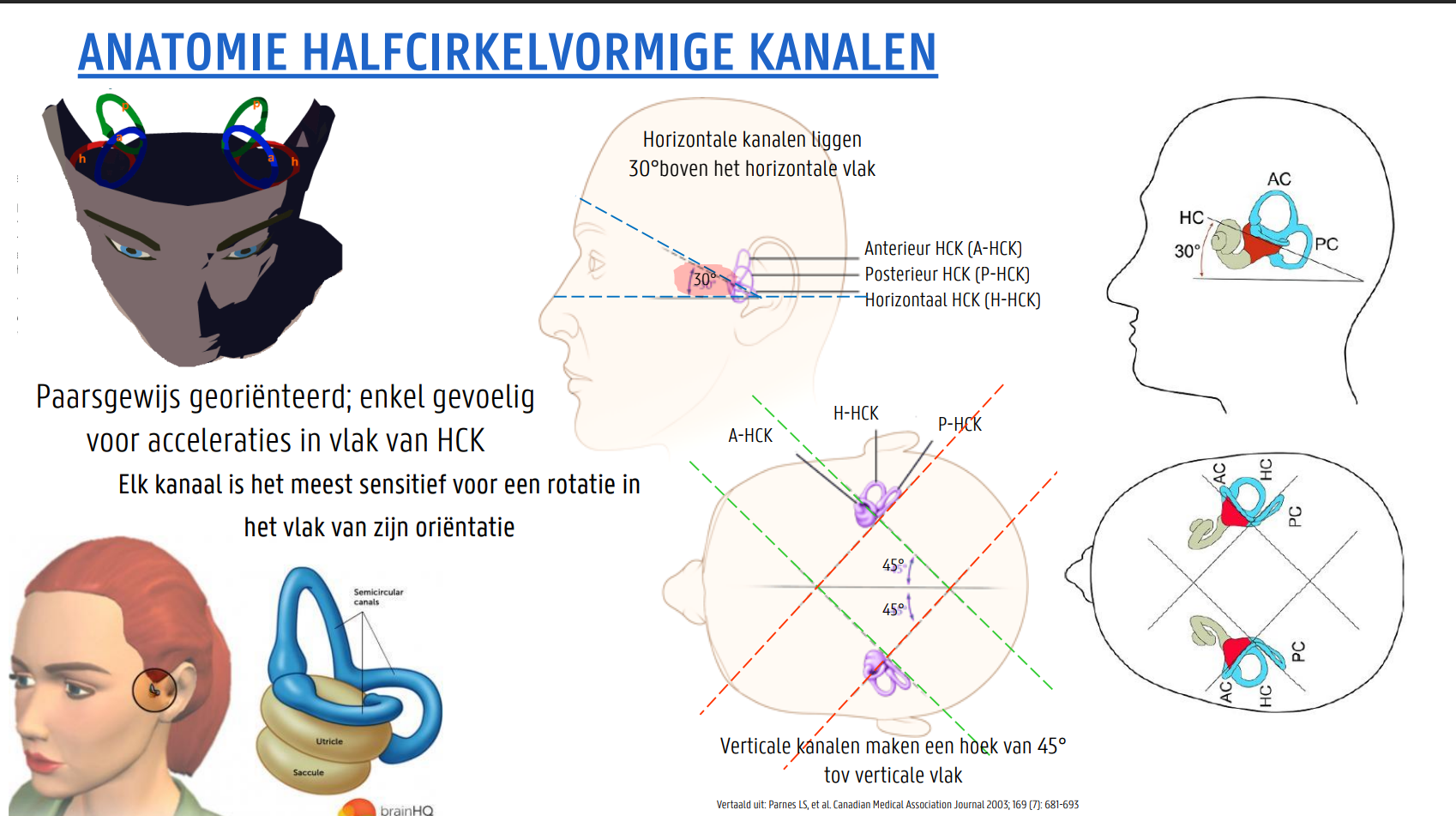 <ul><li><p>Paarsgewijs georiënteerd; enkel gevoelig voor acceleraties in vlak van HCK</p></li><li><p>Elk kanaal is het meest sensitief voor een rotatie in het vlak van zijn oriëntatie</p></li></ul><p>Horizontale kanalen liggen 30°boven het horizontale vlak!</p>