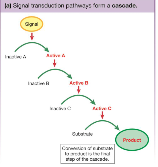 <p>conversion of substrate to product </p>