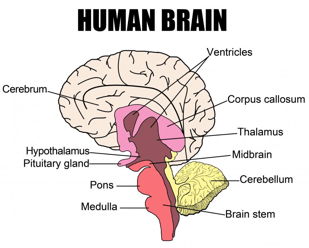 <p>the brain sensory switchboard</p>