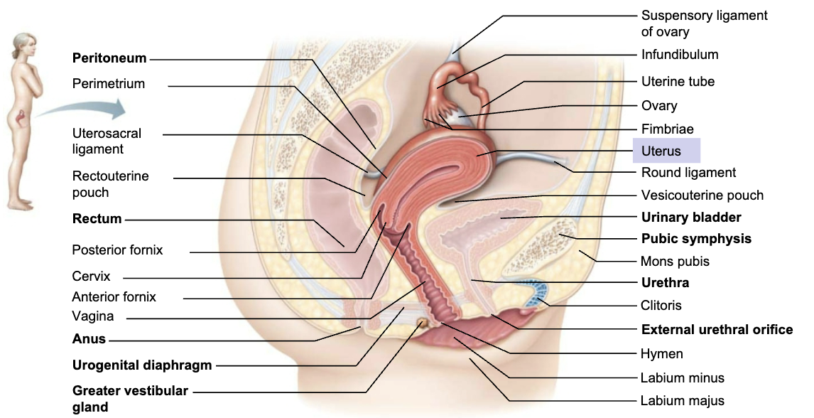 <p><span style="color: blue;"><strong><span>STRUCTURE</span></strong></span></p><ul><li><p>Hollow, thick-walled, muscular organ</p></li></ul><p><span style="color: red;"><strong><span>FUNCTION</span></strong></span></p><ol><li><p>To receive, retain, and nourish fertilized ovum</p></li></ol><p></p>