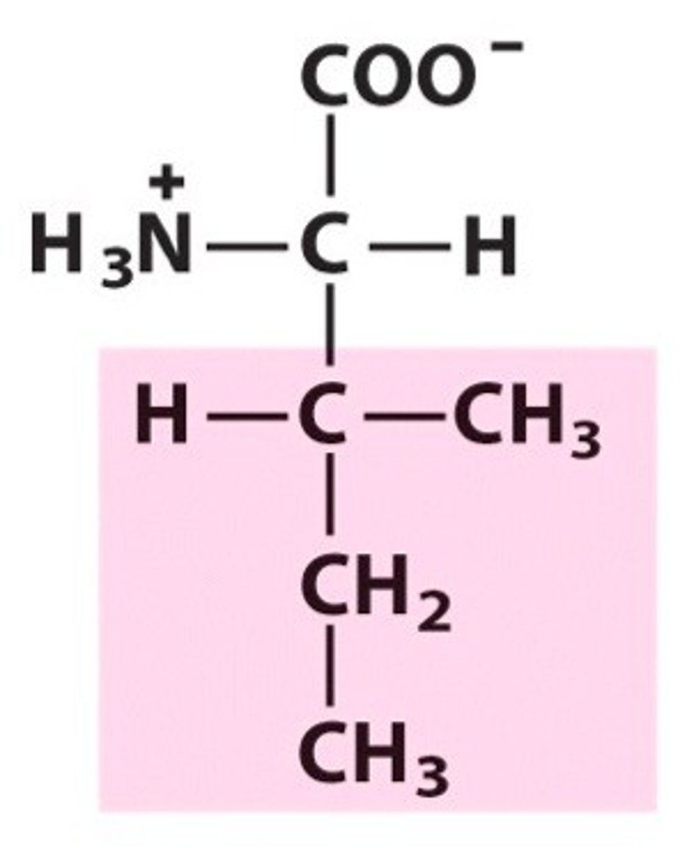 <p>Nonpolar amino acid. [Ile, I]</p>