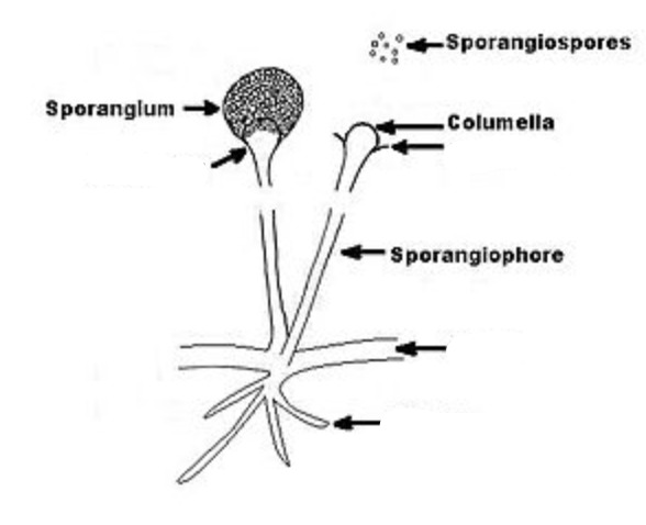 <ol><li><p>Thick, ribbon-like hyphae</p><ol><li><p>Aseptate or pauciseptate (not much)</p></li><li><p>Hyaline</p></li></ol></li></ol><p></p>