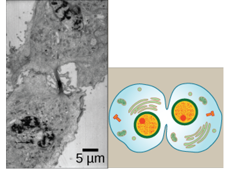 <ul><li><p>Animal cells: a cleavage furrow separates the daughter cells</p></li><li><p>Plant cells: a cell plate separates the daughter cells</p></li></ul><p></p>