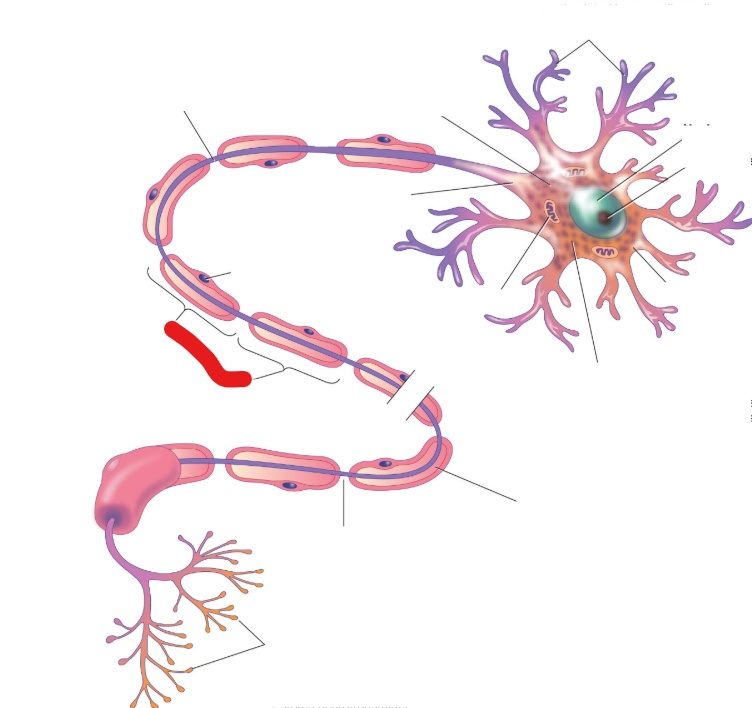 <p>EXTERNAL pink layer</p>