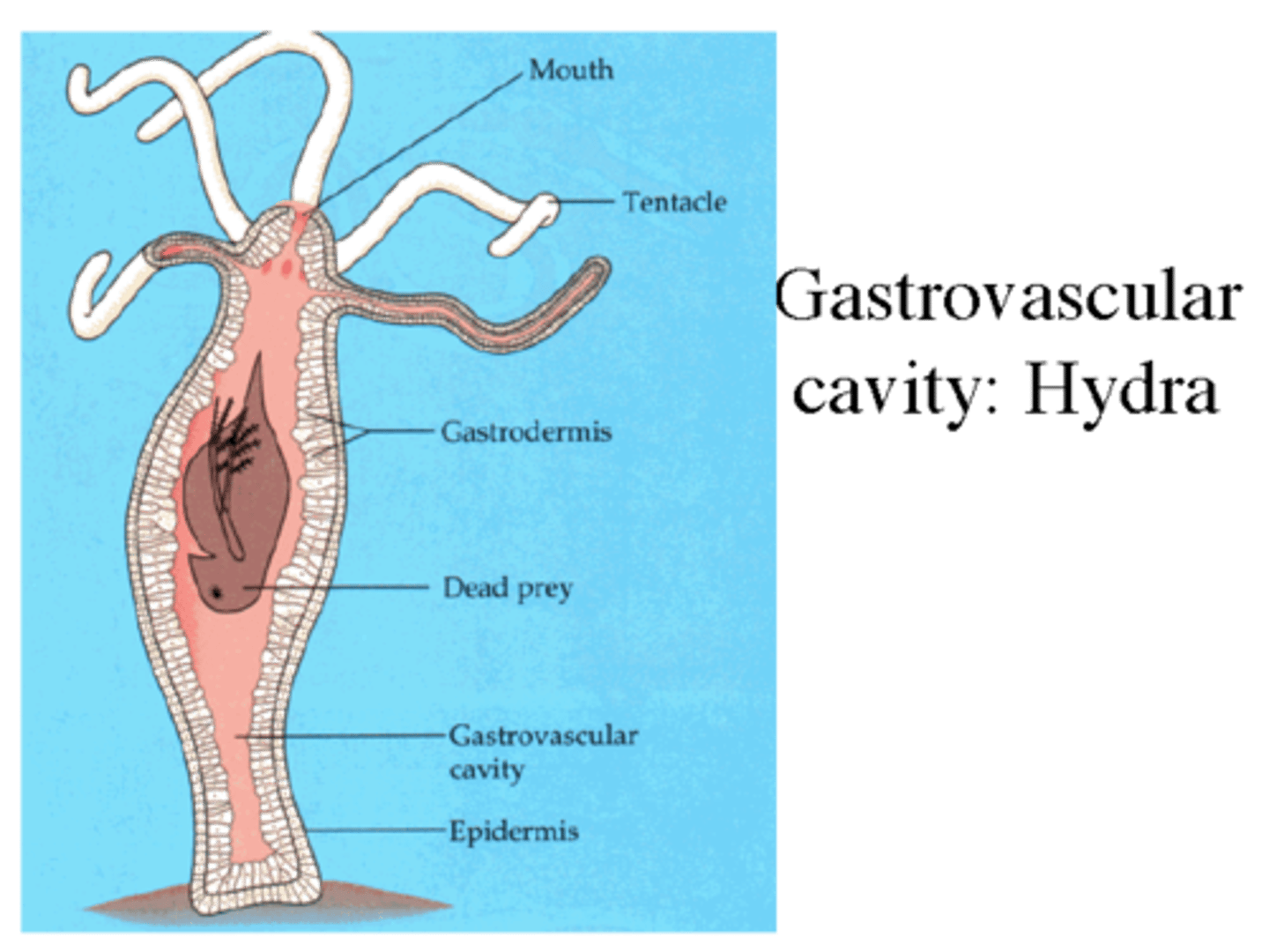 <p>enables exchange of internal cell layer in simple body plan</p>