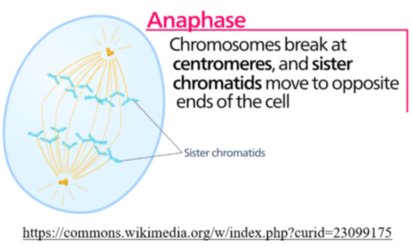 <p>anaphase</p>