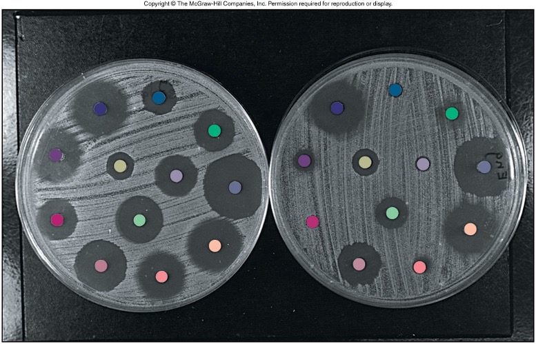 <ul><li><p>identify organisms based on antibiotic susceptibility</p></li><li><p>disc infused w/ antimicrobials placed on inoculated plate</p><ul><li><p>clear = microbial susceptibility</p></li></ul></li></ul>