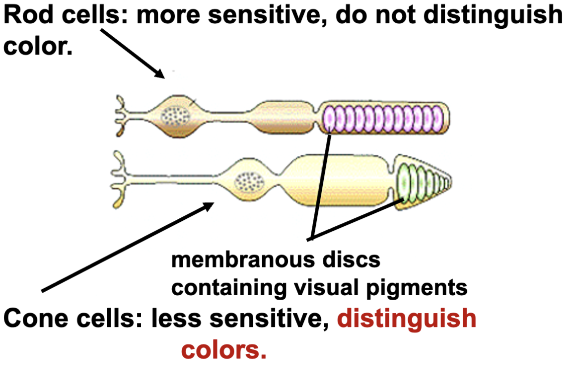 <p>detect absense of light (black and white)</p><ul><li><p>more sensitive, dont distinguish color</p></li></ul><p></p>