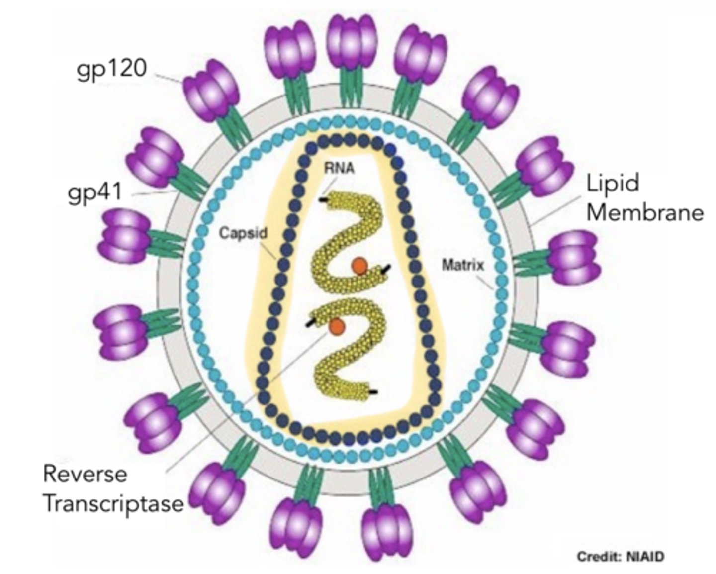<p>HIV Structure</p><p>-bullet-shaped ___ (bullet shape indicated it is a __ particle)</p>
