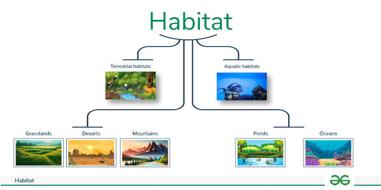 <p>The natural place/environment an organism lives/survives. A habitat can be an ecosystem housing many organisms.</p>