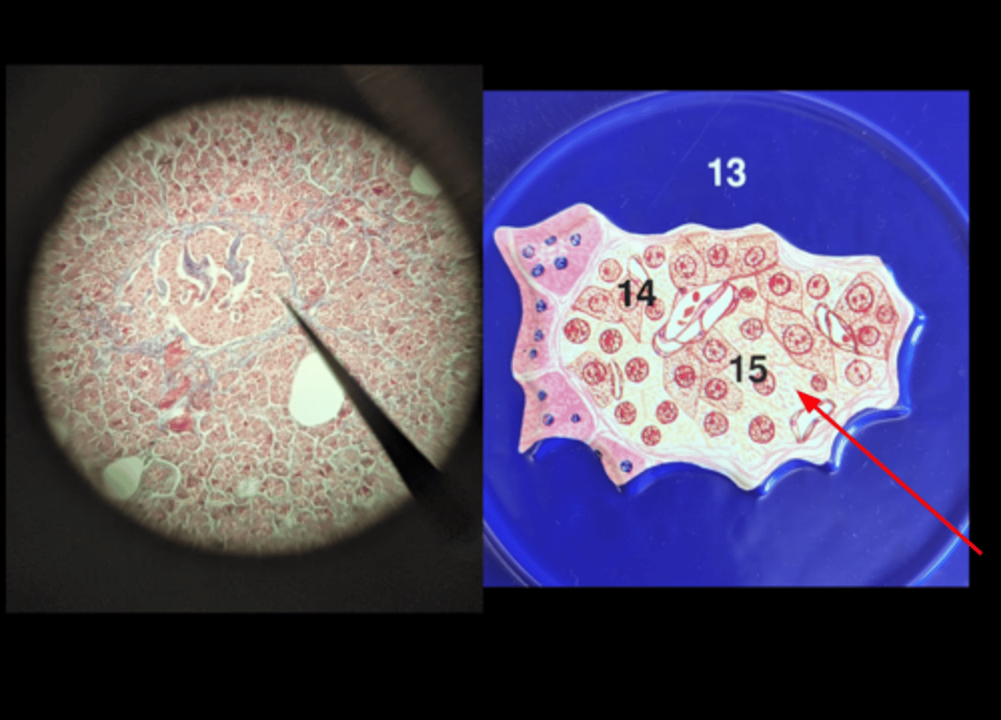 <p>Name this gland</p>