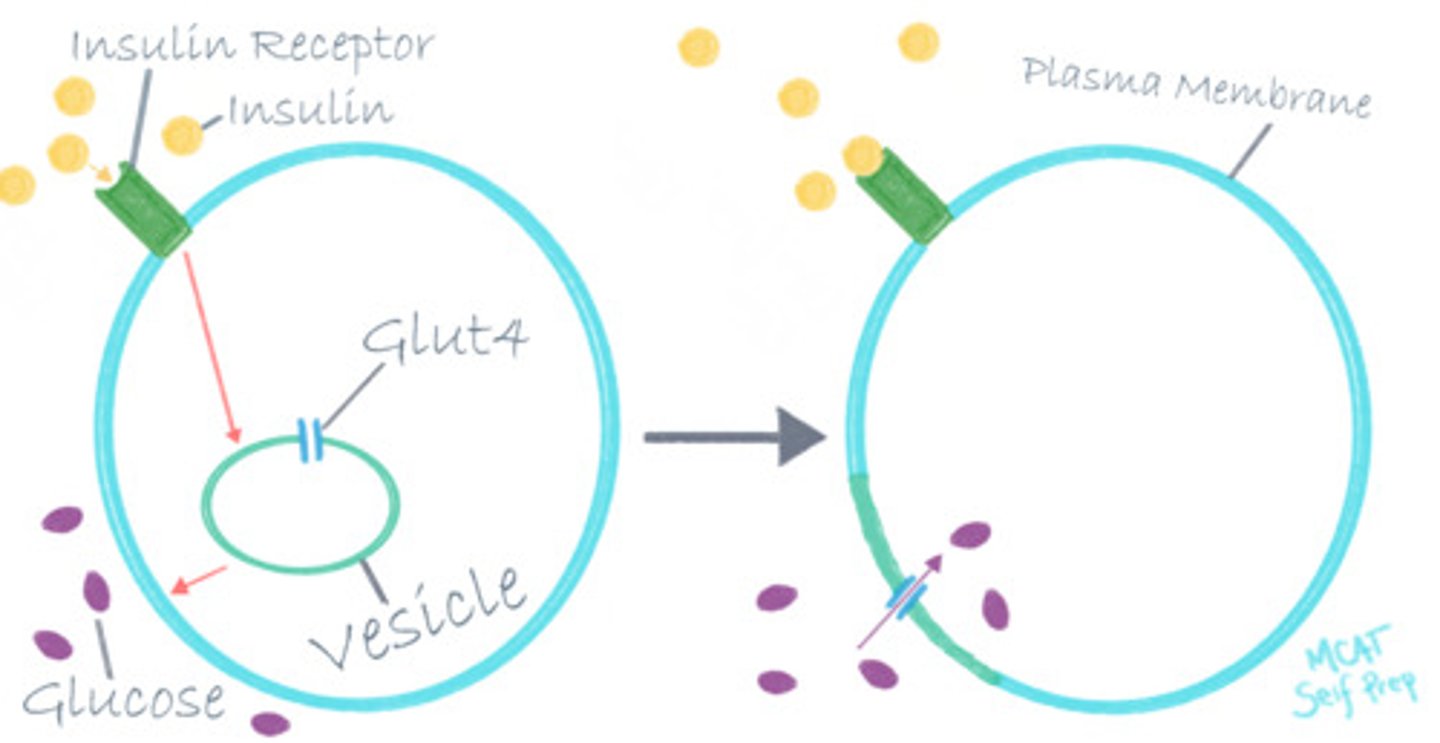 <p>(C) Receptor Protein</p><p>A receptor protein will bind a ligand/signaling molecule (i.e. insulin) and will induce a chemical cellular response.</p>