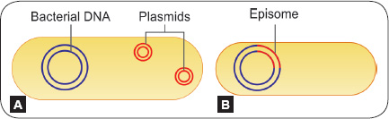 <p>A genetic element that can replicate independently in the cytoplasm or integrate into the chromosome</p>