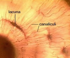 <p><span>microscopic channels found within bone tissue that connect lacunae, which house osteocytes, to each other and to the Haversian canals</span></p>