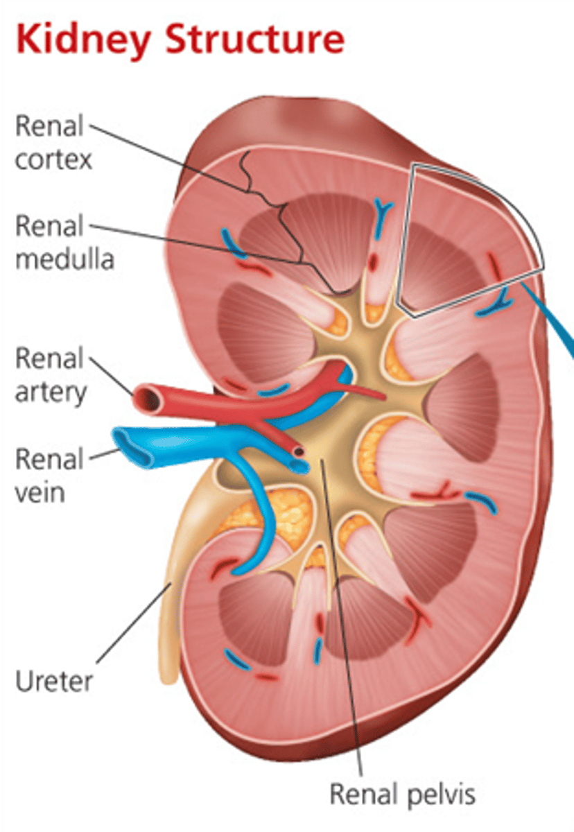 <p>blood vessel that carries blood away from the kidney</p>