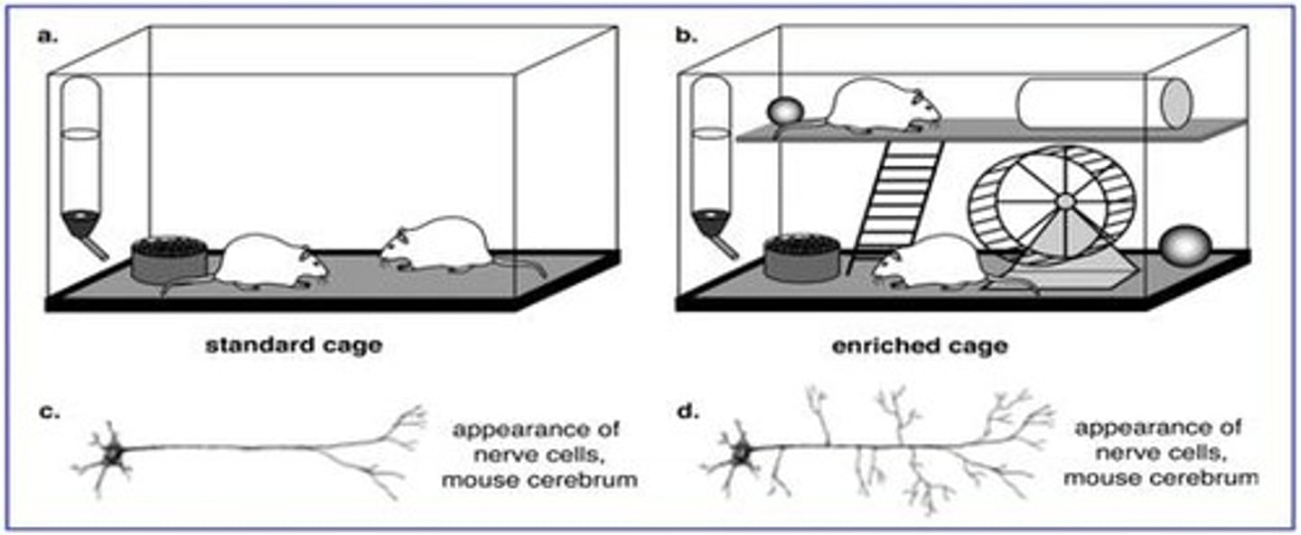 <p>1984 research study showing that rats raised in enriched environments developed thicker cortices than those in impoverished environment.</p>
