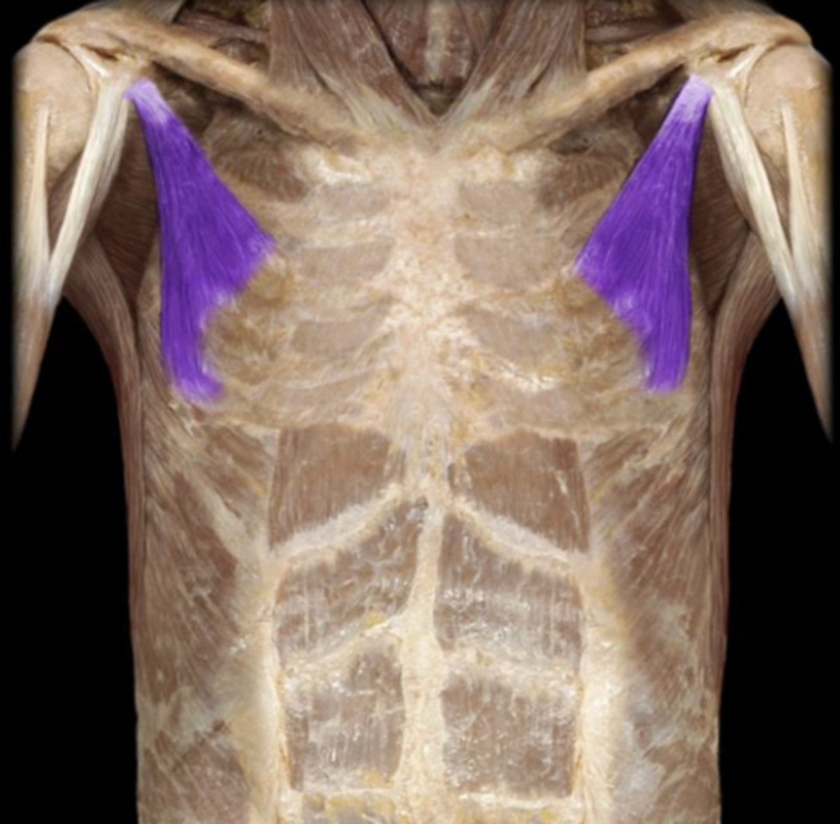 <p>action of pectoralis minor</p>