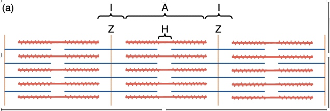 z disc to z disc

actin? myosin? 

I band

H zone

M line

A band
