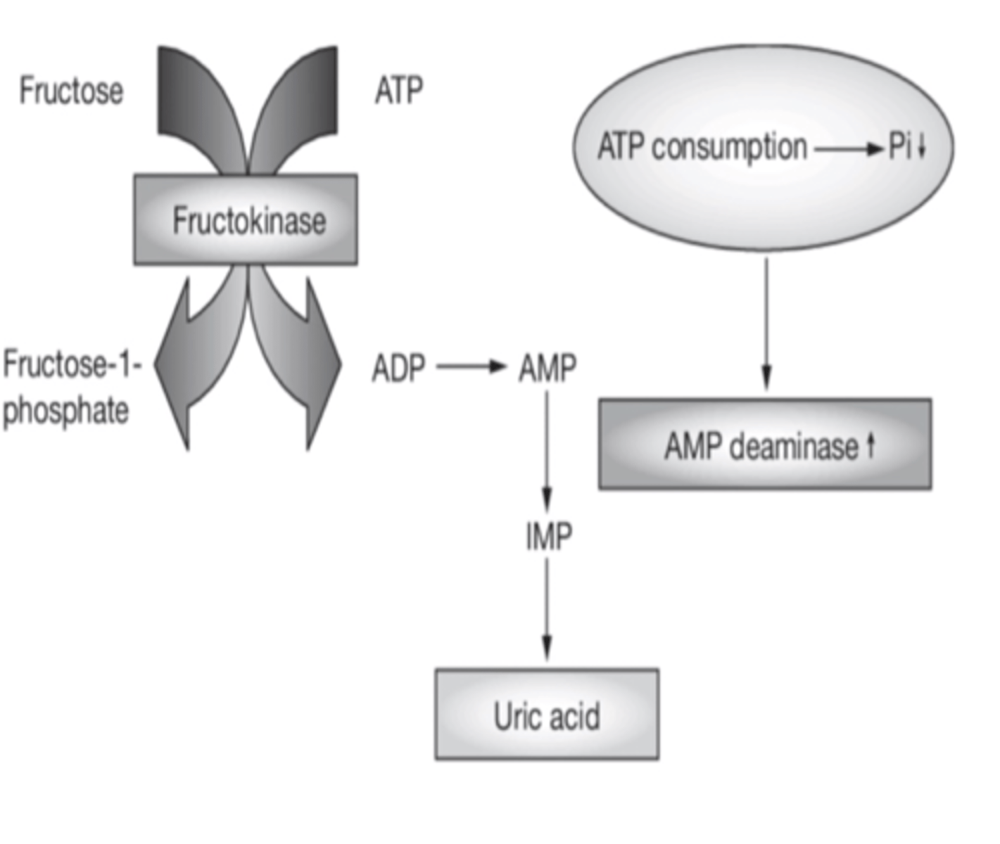 <p>-bypasses regulation of PFK-1</p><p>-very rapid metabolism</p><p>-results in drop in ATP and P1- ATP depletion (fructokinase)</p><p>-formation of uric acid due to increased fructose coming into the liver (AMP deaminase converts AMP to uric acid)</p>