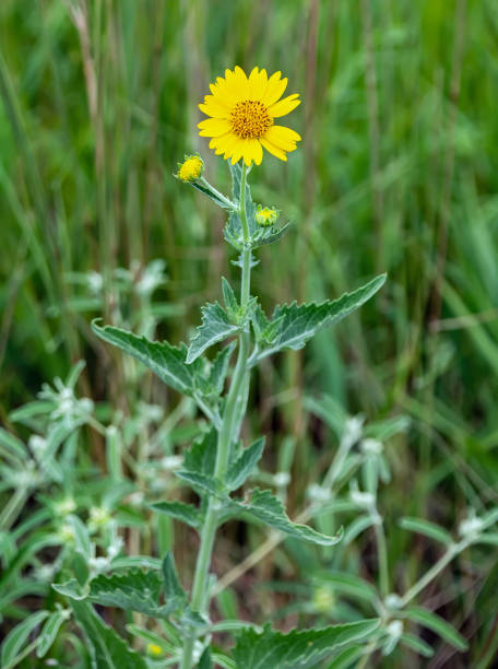 <p>Verbesina encelioides</p>