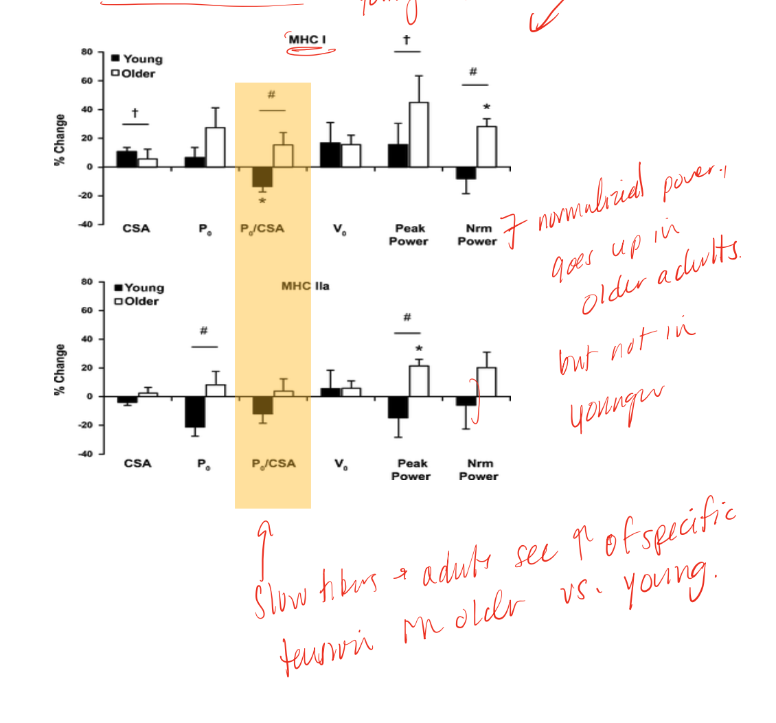 <p>exercise that older muscle responds better to (increased power and CSA) while young muscle responds the opposite way </p>