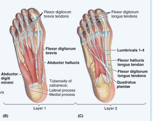 <p><span style="font-family: "Aptos", sans-serif;"><span>Flex the distal interphalangeal joints – working through FDL</span></span></p><p></p><p>+</p><p>Origin:</p><ul><li><p>Plantar surfaces of calcaneus (Medial + Lateral tubercles)</p></li></ul><p>Insertion:</p><ul><li><p>Posterolateral margin of tendon of FDL</p></li></ul><p>Nerve Supply:</p><ul><li><p>Lateral Plantar Nerve (S2,3)</p></li></ul><p>Function:</p><ul><li><p>Flexion of lateral 4 toes (through attachment to FDL)</p></li><li><p>Assists in propulsion</p></li></ul><p></p>
