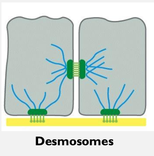 <p>Anchor cells together using strong proteins &gt; gives tissues strength &amp; flexibility</p><p></p><p><strong>Example:</strong><br>Skin, heart muscle → tissues that stretch or handle mechanical stress.</p>