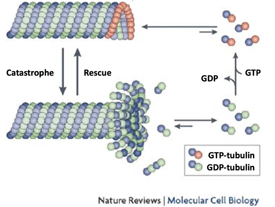 <ul><li><p>Microtubules are <strong>polar</strong>:</p><ul><li><p><strong>Plus-end</strong>: fast-growing</p></li><li><p><strong>Minus-end</strong>: slow-growing</p></li></ul></li><li><p><strong>Dimer orientation</strong>:</p><ul><li><p><strong>β-subunit</strong> toward plus-end</p></li><li><p><strong>α-subunit</strong> toward minus-end</p></li></ul></li><li><p><strong>Growth ("rescue")</strong>: α-β-GTP dimers added to plus-end</p></li><li><p><strong>Shrinkage ("catastrophe")</strong>: α-β-GDP dimers released</p></li><li><p><strong>GTP hydrolysis</strong> happens after polymerization → most of microtubule = α-β-GDP</p></li><li><p><strong>GTP cap</strong> (or α-β-GTP) on plus-end promotes growth; loss of cap → shrinkage</p><ul><li><p><strong>4× slower dissociation rate</strong> than α-β-GDP</p></li><li><p>Due to <strong>higher affinity</strong> between α-β-GTP dimers and their neighbors</p></li></ul></li></ul><p></p>
