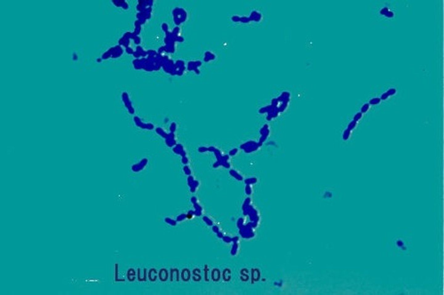<p>Gram positive cocci often in chains.</p><p>Intrinsically resistant to vancomycin.</p><p>Catalase negative.</p><p>Are generally slime forming.</p><p>Responsible for cabbage fermentation.</p>