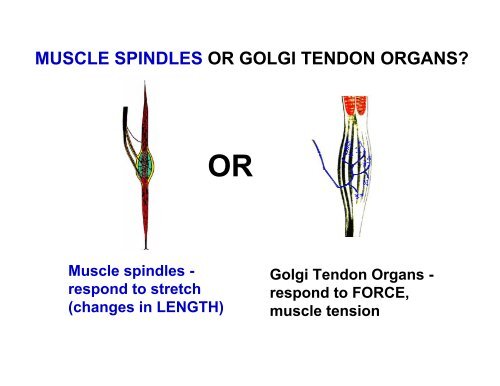 <p><strong>Muscle Spindles</strong> do what?</p>