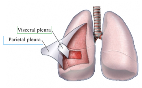 <ul><li><p>two serous membranes, or pleurae, exist that cover each lung</p><ul><li><p>outer surface of the lung is <strong><u>visceral pleura</u></strong></p><ul><li><p>inseparable from the tissue of the lung</p></li></ul></li><li><p>the pleura covering the inner surface of the chest wall, diaphragm, and mediastinum is called the <strong><u>parietal pleura</u></strong></p></li><li><p>normally, the two pleura are in constant contact with eachother</p><ul><li><p>there exists a potential space between the pleura called the <strong><u>pleural space of pleural cavity</u></strong></p></li><li><p>a constant negative pressure within this space maintains lung inflation</p></li></ul></li></ul></li></ul><p></p><p><span>You cannot separate the visceral pleura from the lung they are conjoined</span></p><p style="text-align: left;"><span>Pleural space with pleural fluid (prevents pleural friction rubbing – this as a certain sound that we can hear with auscultation)</span></p><p></p>