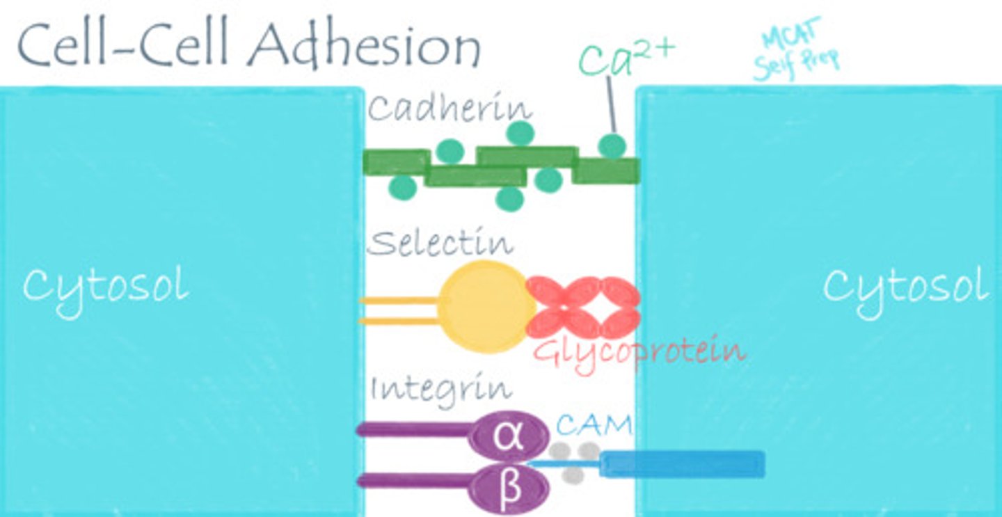 <p>(B) Binding proteins, which include calcium- and DNA-binding proteins.</p><p>Binding Proteins actually include Transport Proteins, and also include Hemoglobin and can sequester molecules.</p><p>Each of the following are a type of Cell Adhesion Molecule:</p><p>I. Cadherins, which are glycoproteins, are calcium-dependent and hold similar cell types together.</p><p>II. Integrins, which have alpha- and beta-chains spanning the membranes of cells and can promote cell division.</p><p>III. Selectins, which can bind carbohydrate molecules from other cell surfaces.</p>