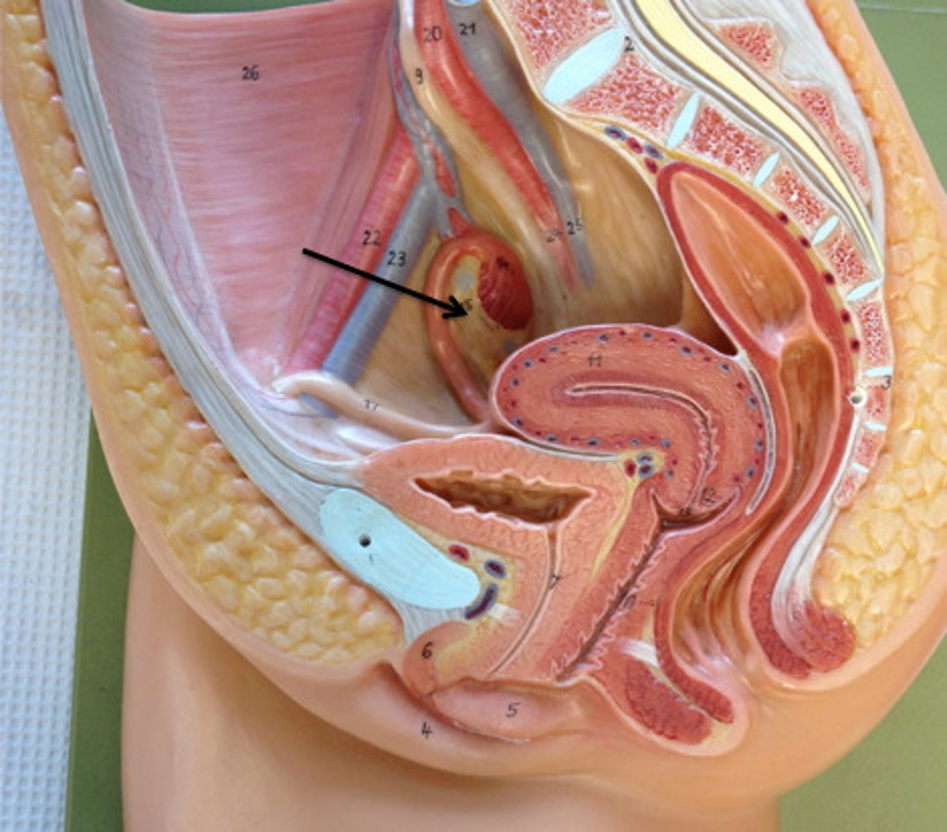 <p>Female reproductive organ that produces eggs and hormones.</p>