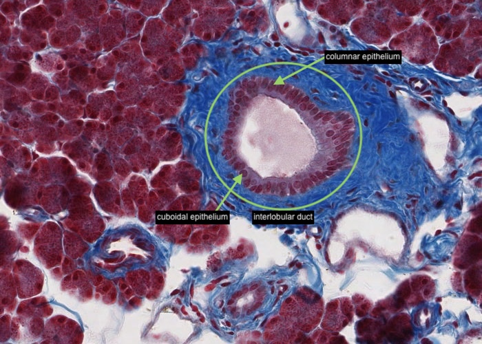 Pancreas - small interlobular duct (Trichome)
